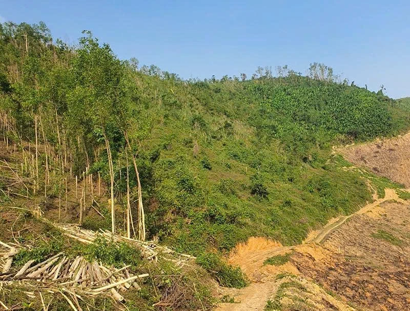Bản án phía sau những cánh rừng