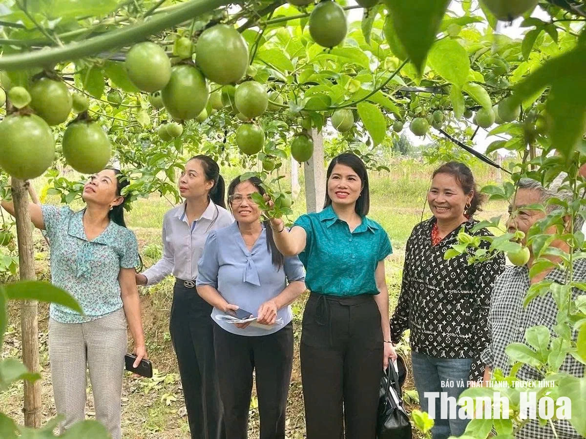 Chuyển đổi cơ cấu cây trồng: Trái ngọt từ tư duy nhạy bén