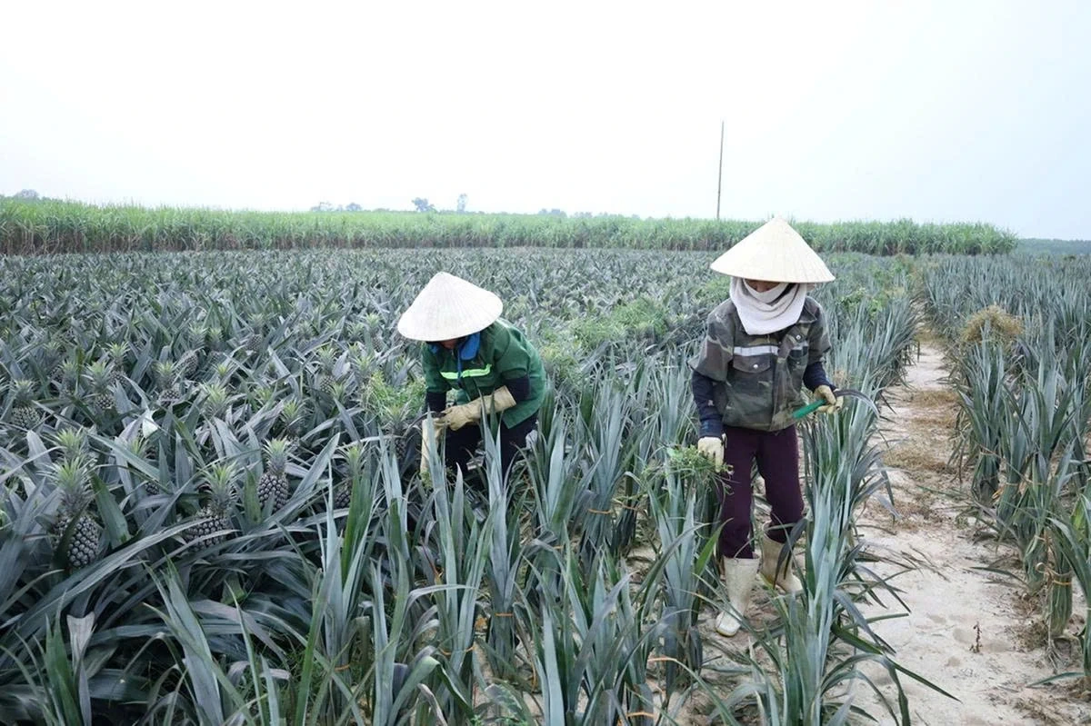Xuân Hòa phát triển kinh tế trang trại bền vững