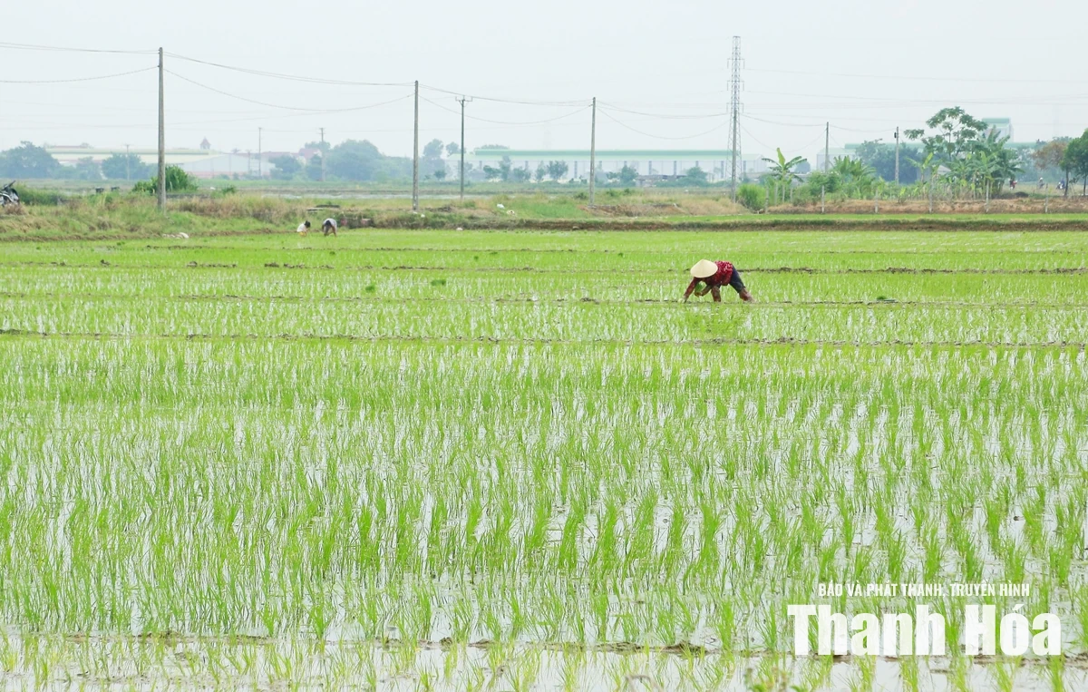Xây dựng cánh đồng một giống lúa