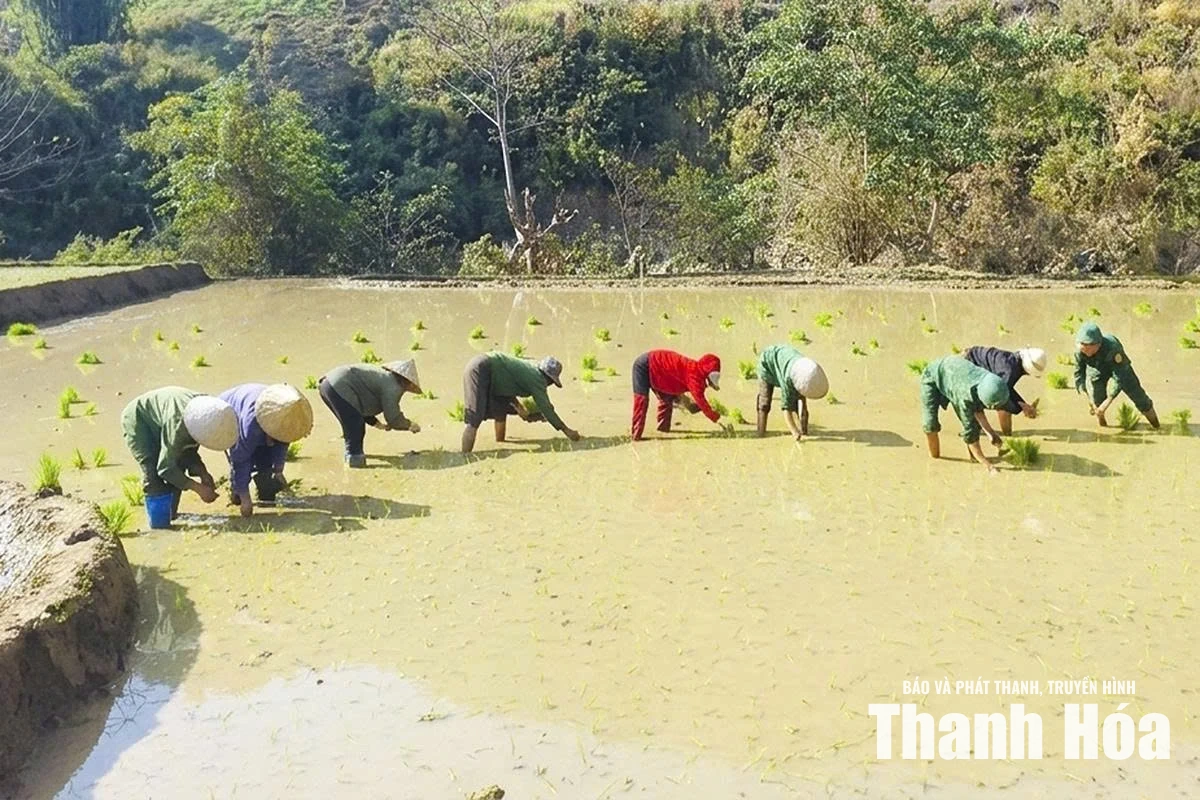 Mở rộng diện tích liên kết sản xuất lúa nếp vụ mùa