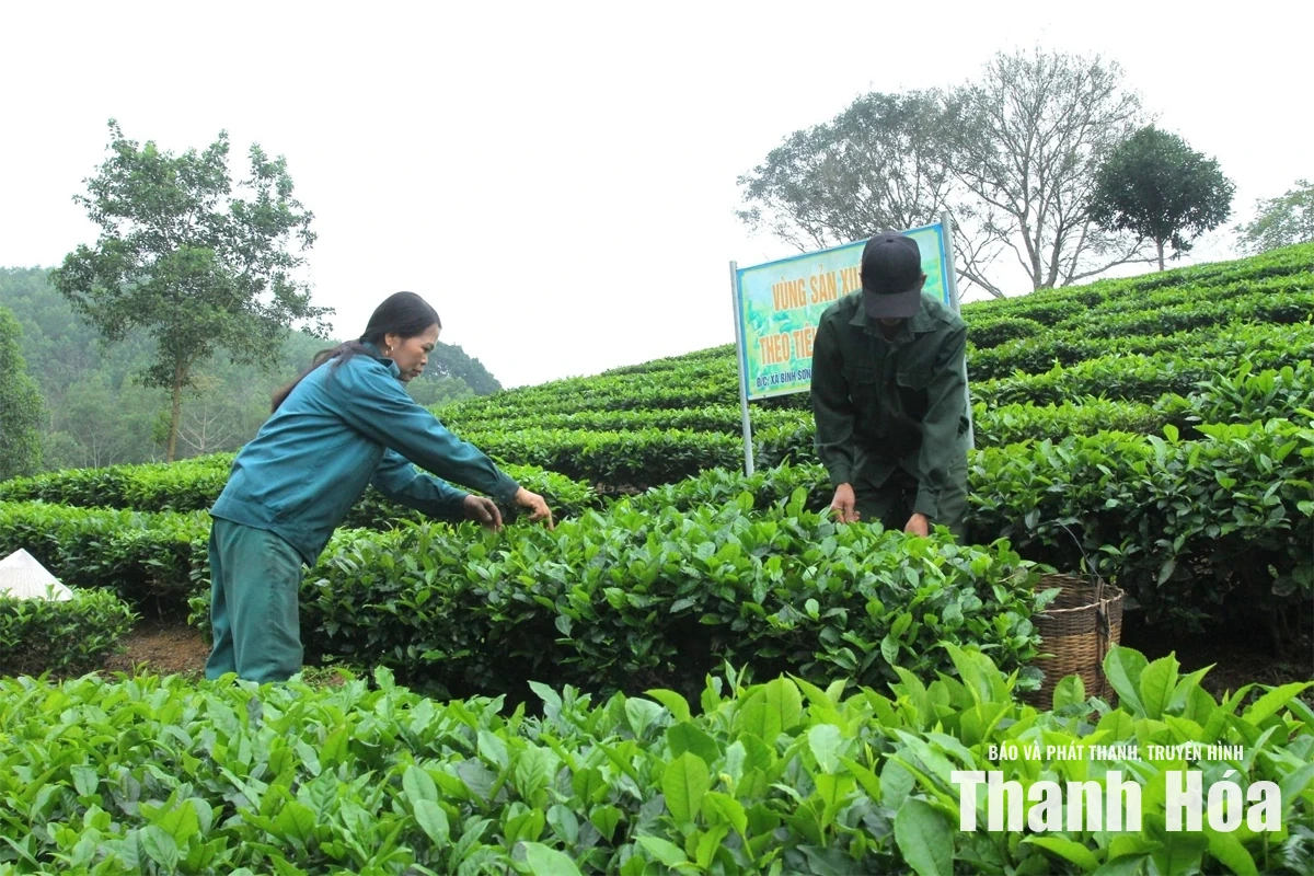 Đổi mới và nâng chất lượng&nbsp;vùng nguyên liệu OCOP