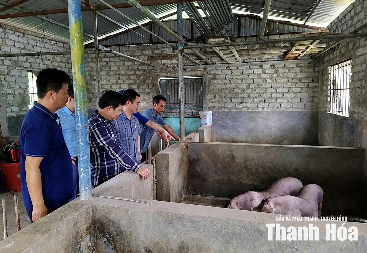 Phát triển và cải tạo giống vật nuôi