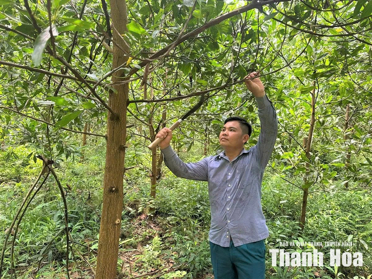 Những triệu phú trồng rừng
