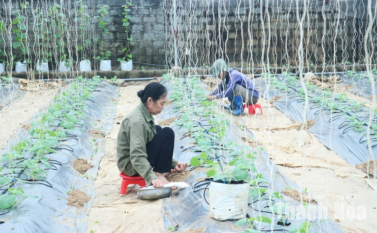 Nâng cao hiệu quả sử dụng đất&nbsp;ở các HTX nông nghiệp