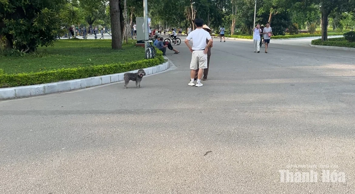 Phạt tới 2 triệu đồng, vẫn còn tình trạng chó thả rông không rọ mõm