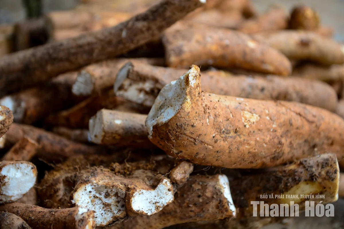 Từ món ăn chống đói trở thành sinh kế của đồng bào xã vùng cao