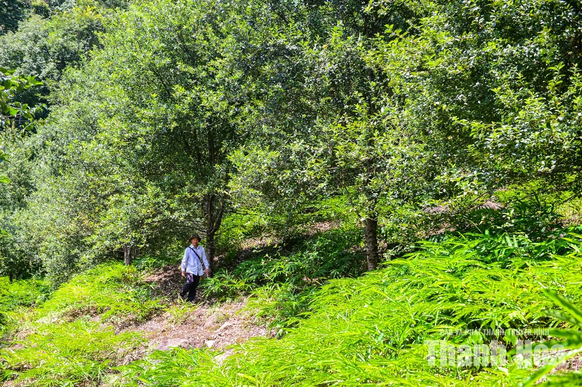 Trồng “cây thoát nghèo” trên đỉnh Pù Ngùa