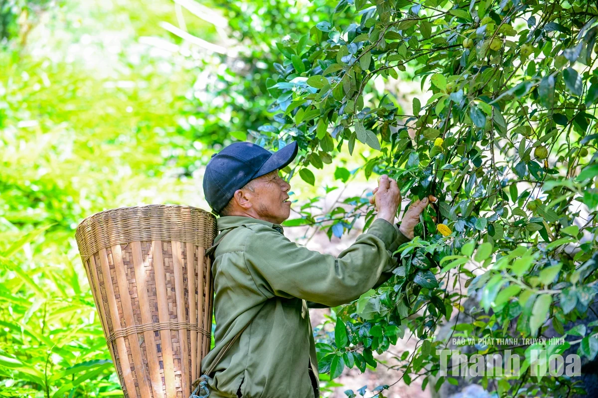 Trồng “cây thoát nghèo” trên đỉnh Pù Ngùa
