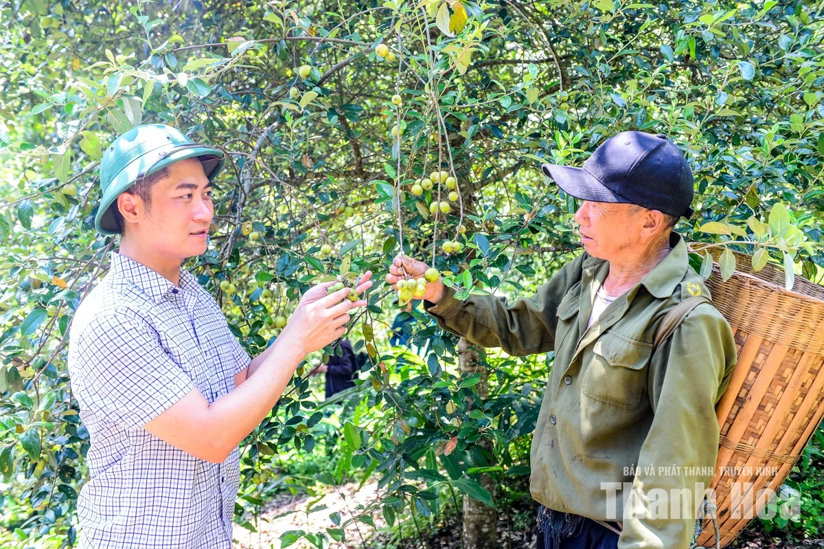 Trồng “cây thoát nghèo” trên đỉnh Pù Ngùa