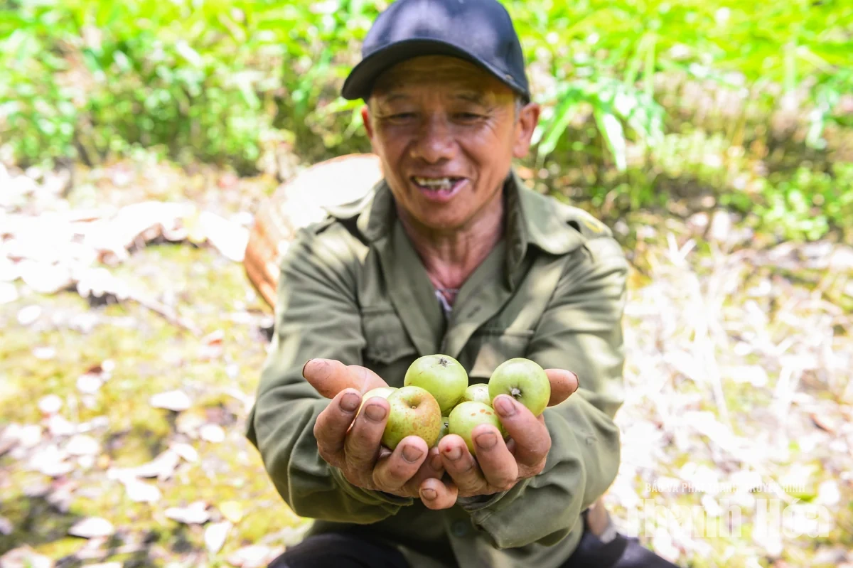 Trồng “cây thoát nghèo” trên đỉnh Pù Ngùa