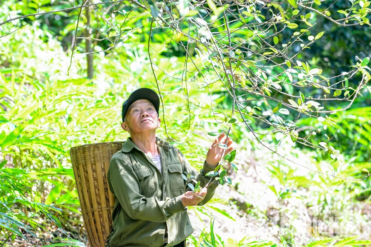Trồng “cây thoát nghèo” trên đỉnh Pù Ngùa