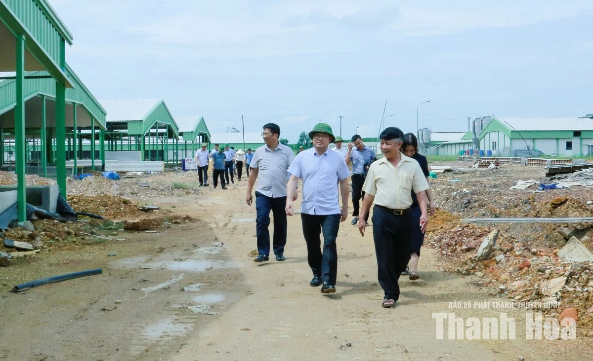 Tạo điều kiện thuận lợi để các dự án chăn nuôi quy mô lớn đi vào hoạt động đúng kế hoạch