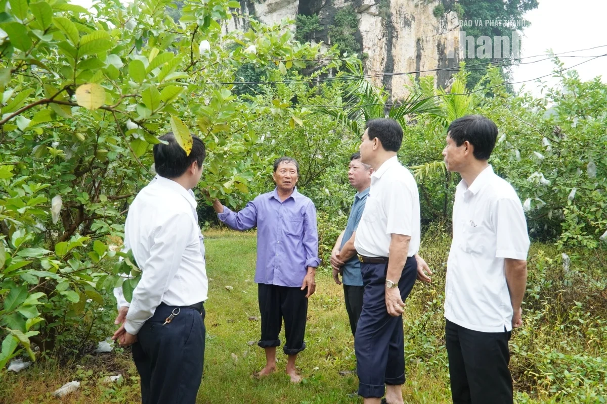 Giám sát việc tích tụ, tập trung đất đai phát triển nông nghiệp tại xã Định Hòa