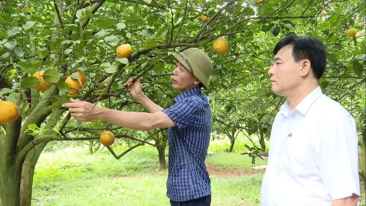 Phát triển kinh tế tập thể - đòn bẩy nâng cao thu nhập cho nông dân