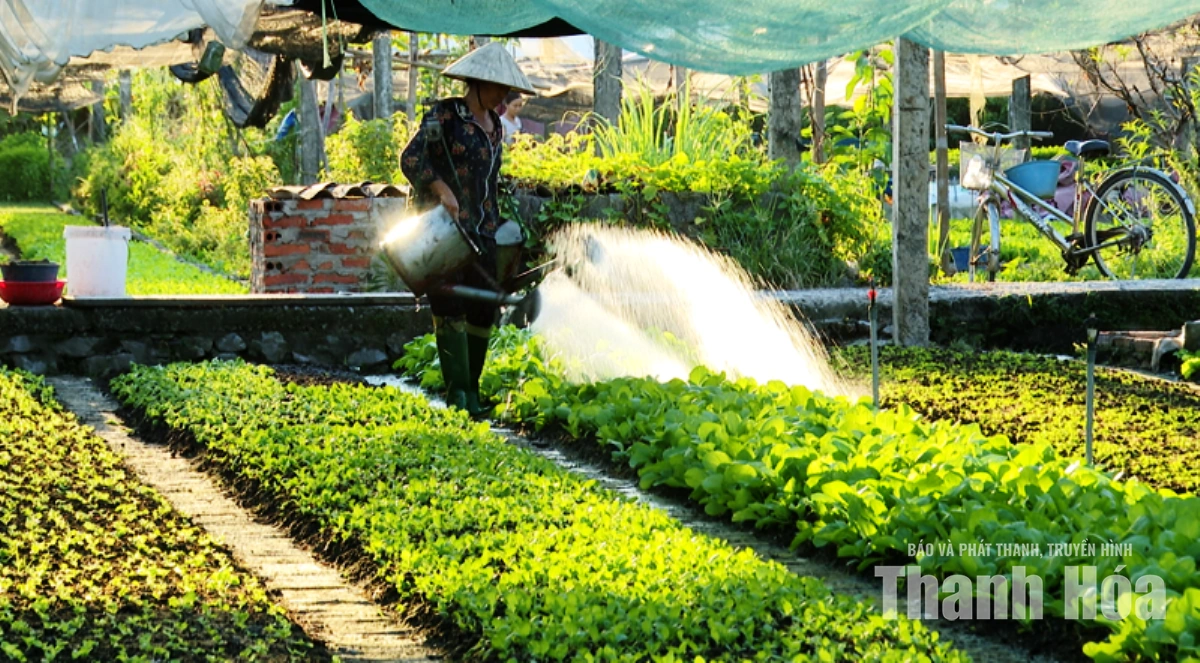 Tích cực sản xuất rau xanh phục vụ thị trường