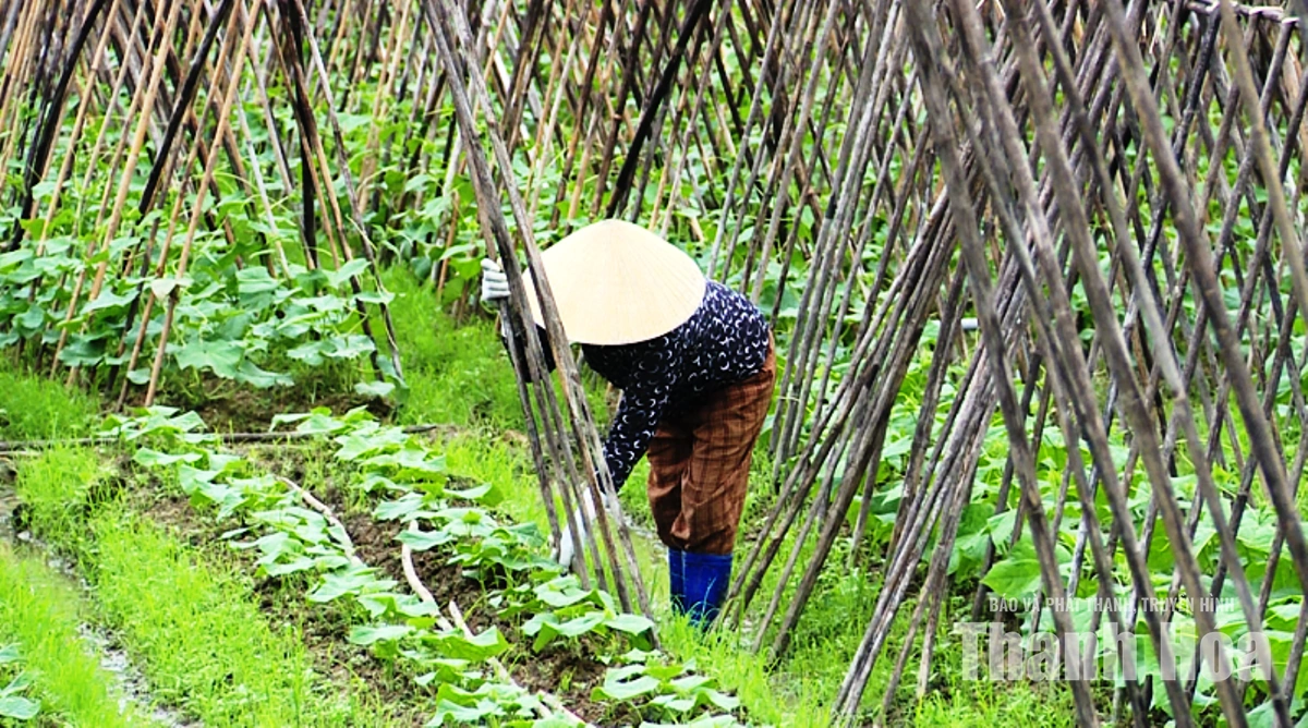 Tích cực sản xuất rau xanh phục vụ thị trường