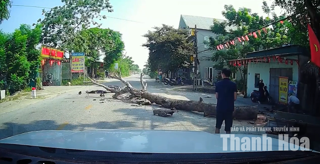 Chặt cây không có biện pháp cảnh báo khiến một người đi đường tử vong