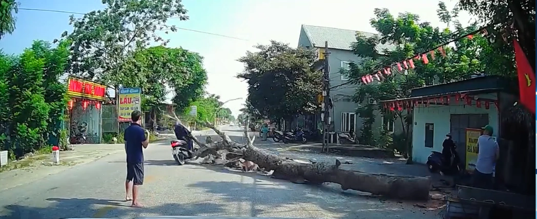 Chặt cây không có biện pháp cảnh báo khiến một người đi đường tử vong