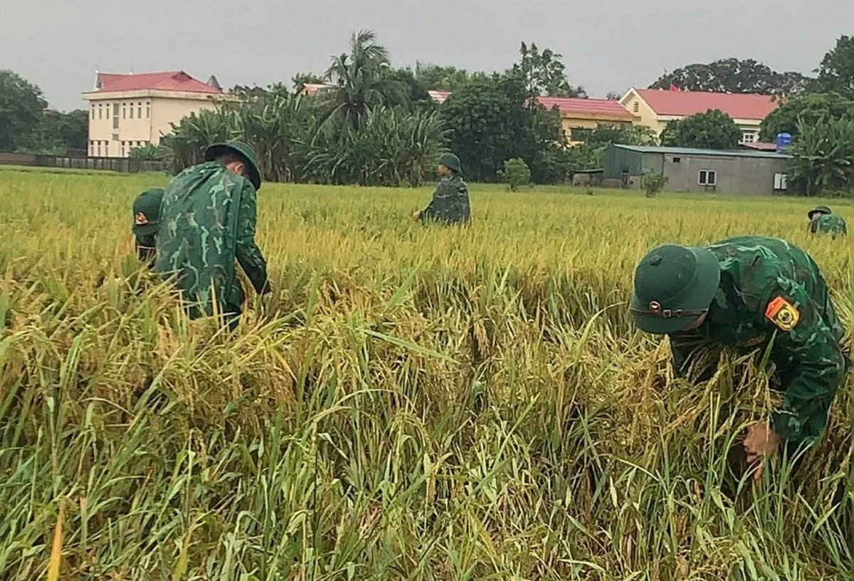 Giúp dân thu hoạch lúa sau mưa lũ