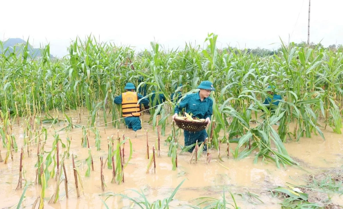 Giúp dân thu hoạch lúa sau mưa lũ