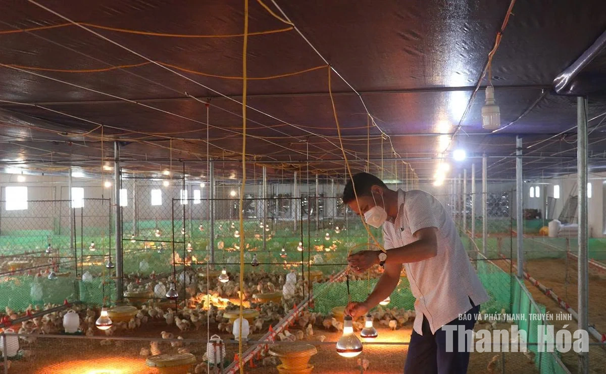 Liên kết sản xuất, giảm rủi ro&nbsp;cho người chăn nuôi
