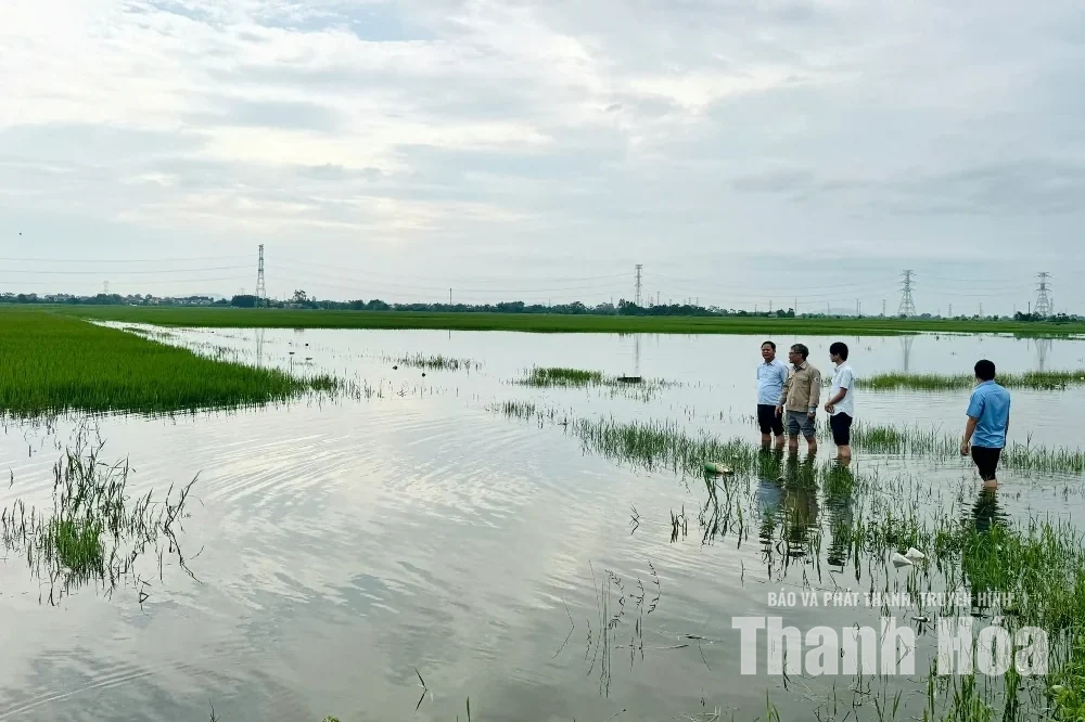 Vận hành liên tục 207 máy bơm, mở tối đa các cửa cống để tiêu úng