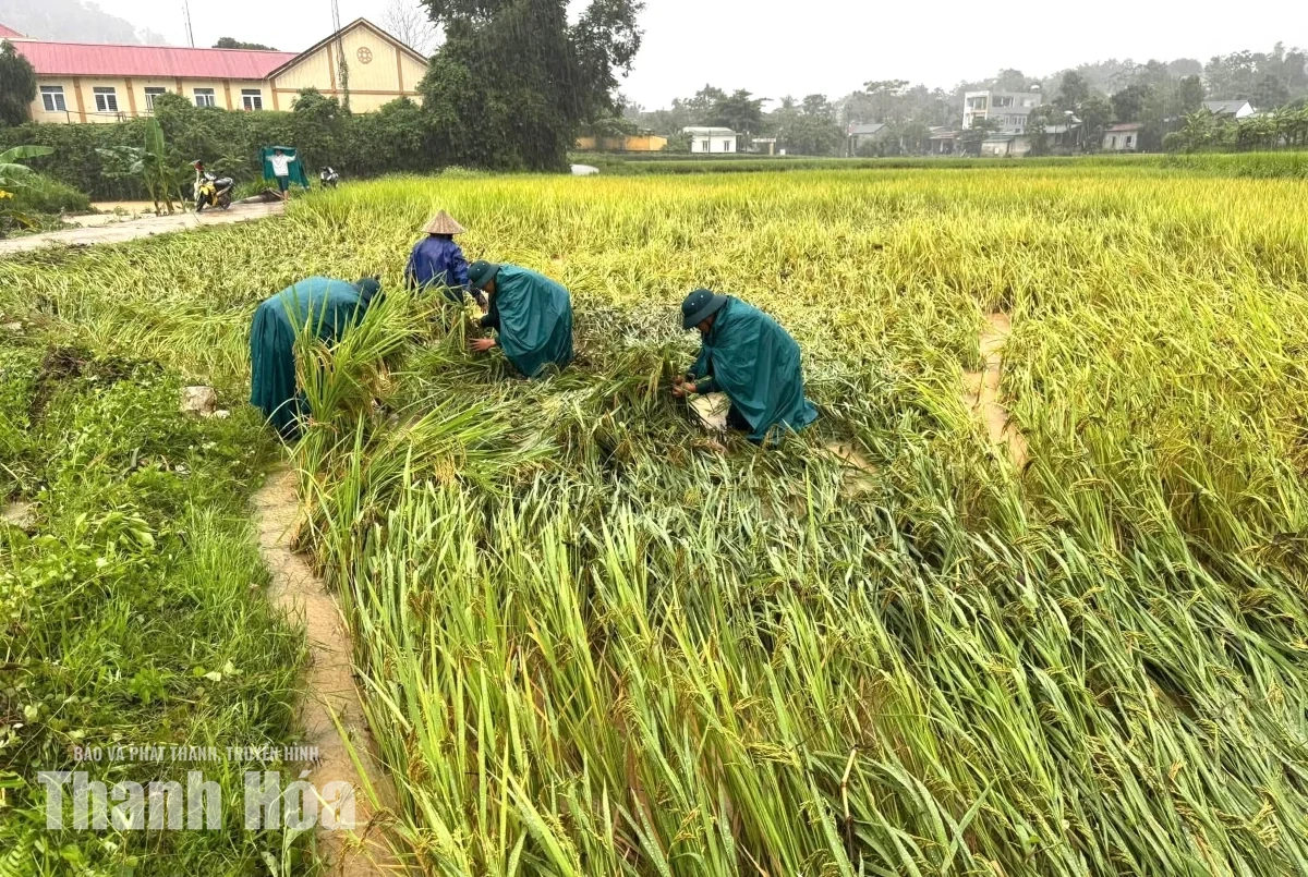 Giúp dân thu hoạch lúa sau mưa lũ