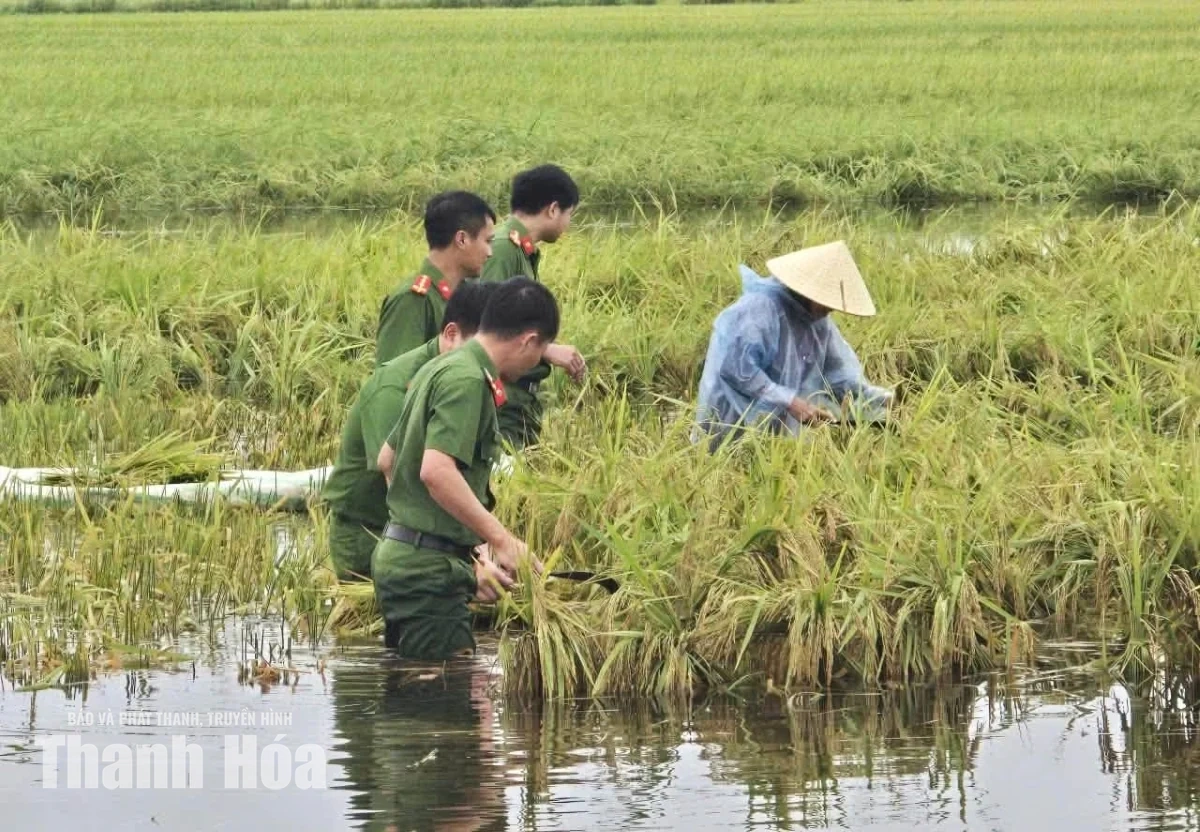 Giúp dân thu hoạch lúa sau mưa lũ