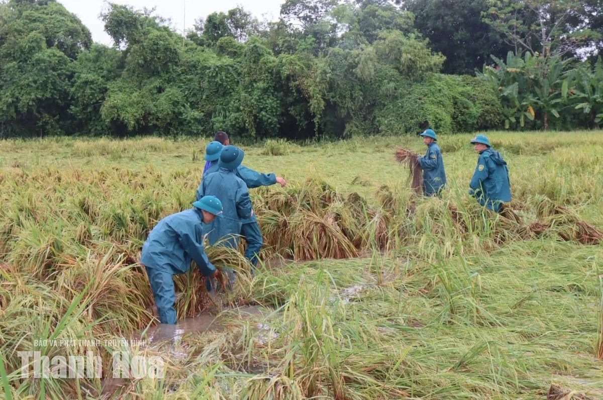 Giúp dân thu hoạch lúa sau mưa lũ