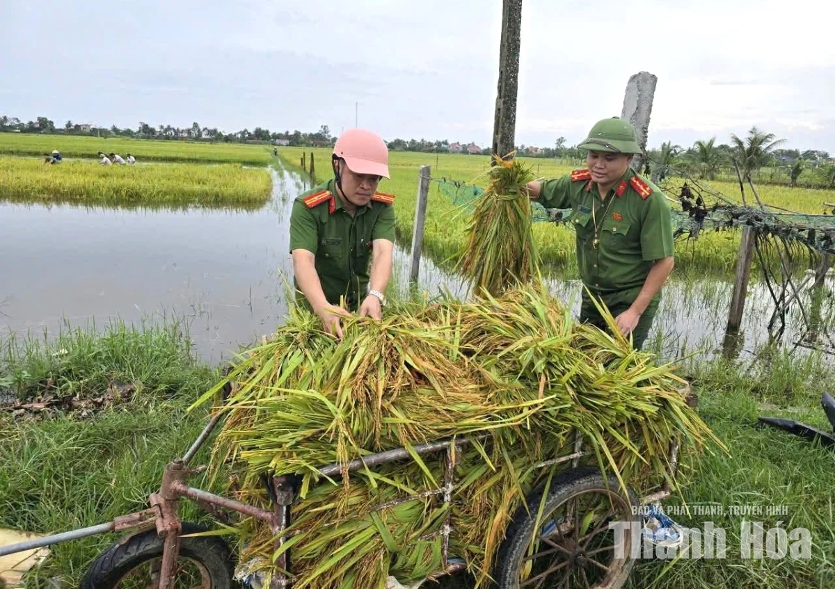 Giúp dân thu hoạch lúa sau mưa lũ