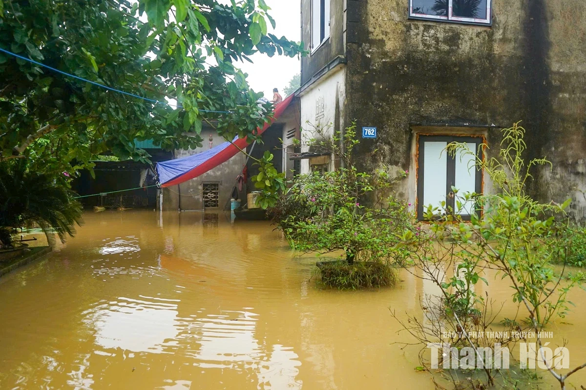 Người dân Nông Cống đưa vật nuôi lên thuyền tránh lũ