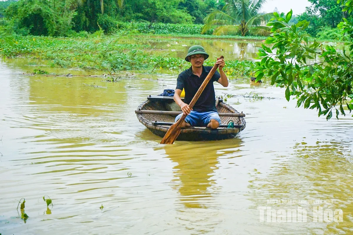 Người dân Nông Cống đưa vật nuôi lên thuyền tránh lũ