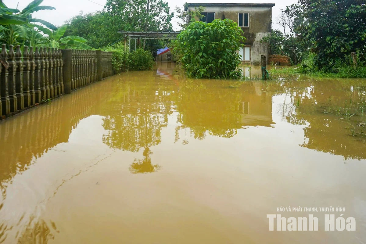 Người dân Nông Cống đưa vật nuôi lên thuyền tránh lũ