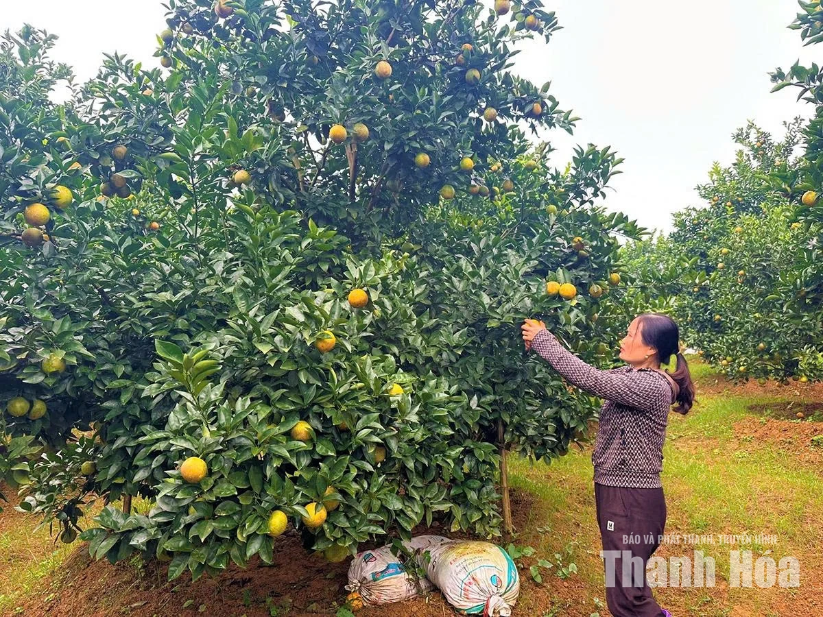 Điền Lư phát triển kinh tế, nâng cao thu nhập cho người dân