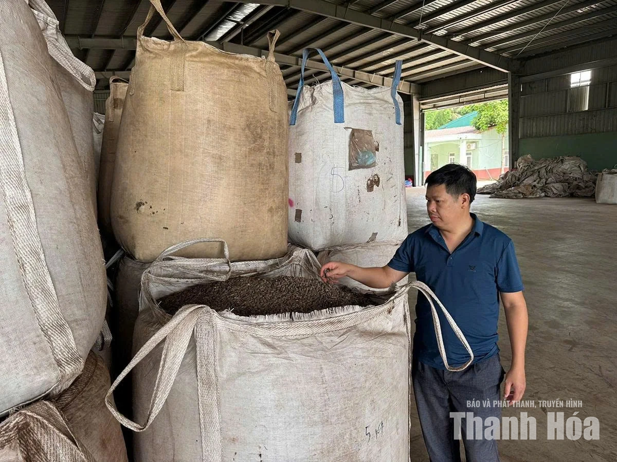 Linh Sơn trồng rừng gắn với chế biến