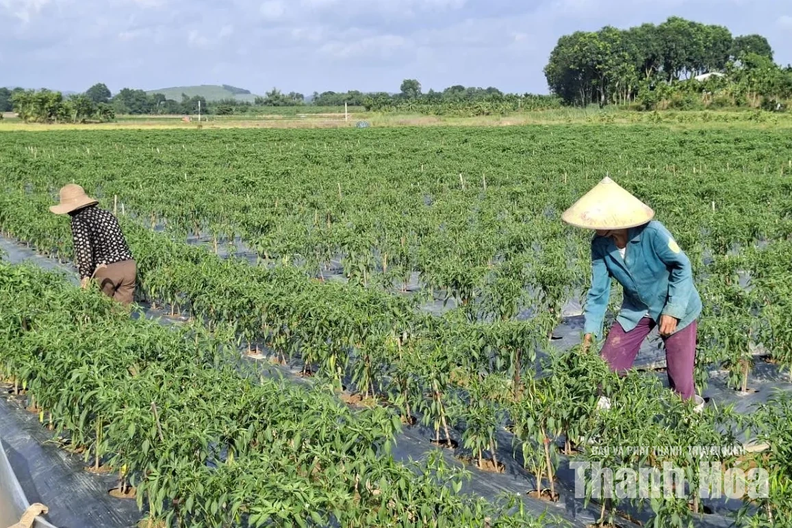 Xã Kim Tân khẩn trương thu hoạch lúa, không để đất trống, lỡ thời vụ