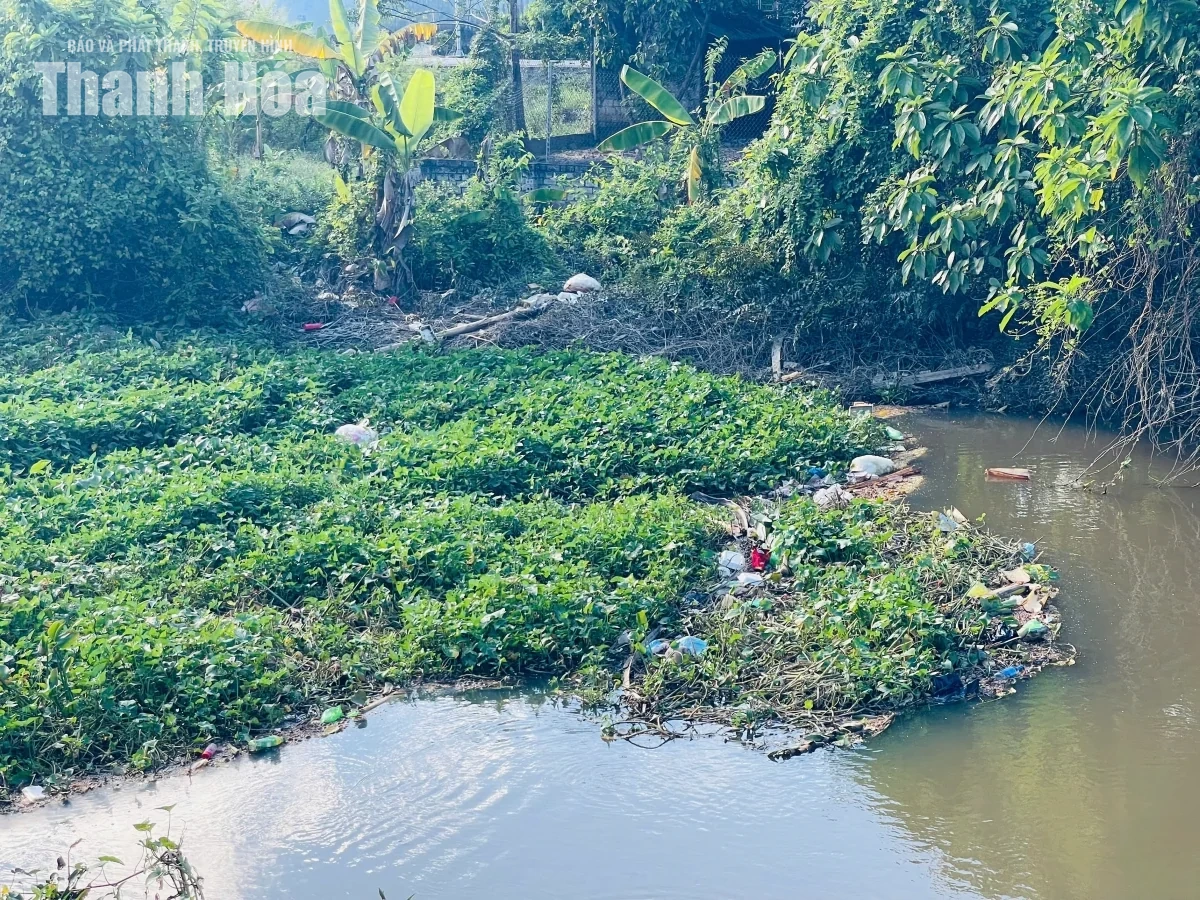 Dòng chảy kênh Nhà Lê bị bủa vây bởi rác, bèo