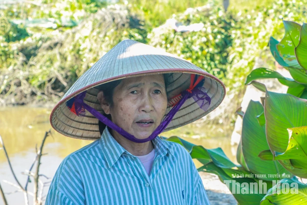 Dòng chảy kênh Nhà Lê bị bủa vây bởi rác, bèo
