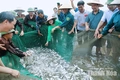 Chạm nhịp sống làng chài ven biển Hải Tiến