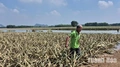 Hàng trăm héc ta dứa ngập trong nước, hy vọng cứu vãn mong manh