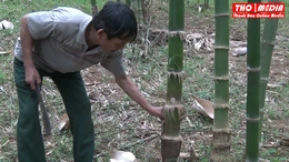 Lang Chánh: Hiệu quả từ chính sách thâm canh, phục tráng rừng luồng