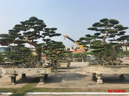 TP Thanh Hóa: Chuẩn bị khai mạc festival sinh vật cảnh lần thứ 3
