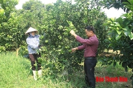 Vườn cây tiền tỷ