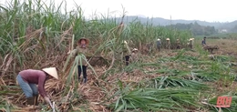 Chi bộ thôn Cẩm Lợi 2 - Điểm sáng trong công tác giảm nghèo