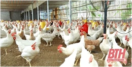 Lập nghiệp từ trang trại gà Ai Cập trắng