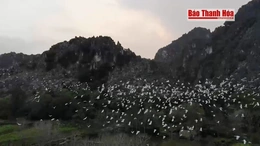 Du khách mãn nhãn với đàn cò hàng vạn con ở danh thắng Kim Sơn