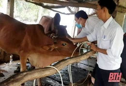 Thanh Hóa phân bổ hơn 1,2 triệu liều vaccine phòng bệnh cho đàn  vật nuôi  tại 6 huyện nghèo