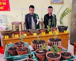 Bắt giữ 2 đối tượng chuyên trộm hoa lan đột biến