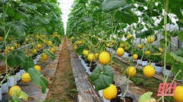 Thanh Hoá là tỉnh có mức thu nhập bình quân đầu người năm 2020 cao nhất khu vực Bắc Trung bộ